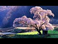 Otographic Music Japanese Progressive House And Melodic Trance Mix 2 Hours Of Progressive Japan