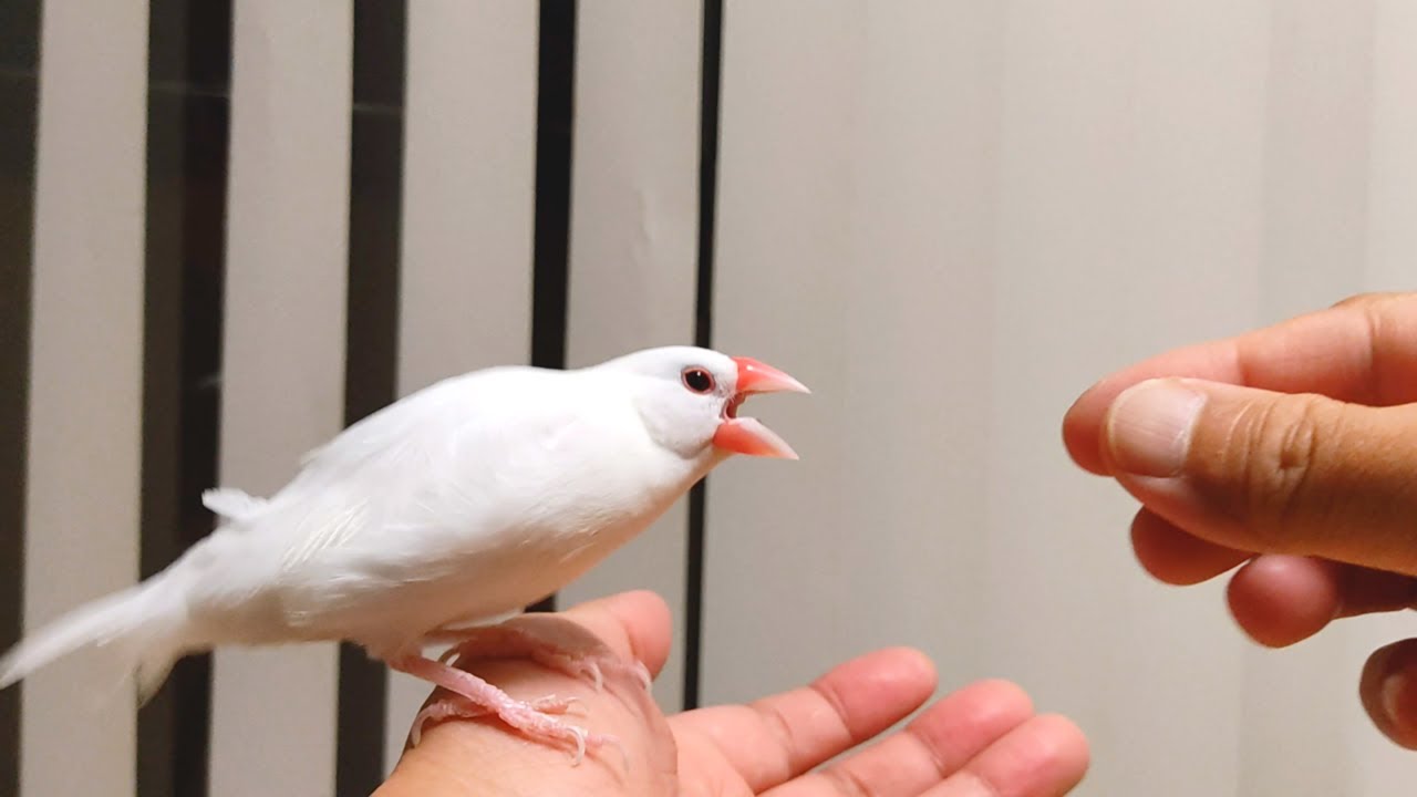 文鳥に手を近づけるとこうなります