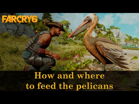 How and where to feed the pelicans - Shock Therapy | Far Cry 6