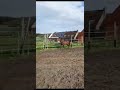 VINO VAN T MEERHOF BURBERRY DK Z X DOKKUM DE RIALFO
