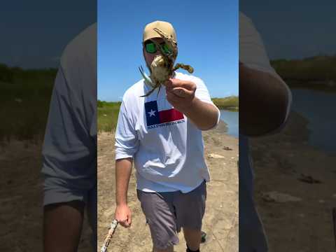 EASIEST way to catch UNLIMITED amounts of CRABS!