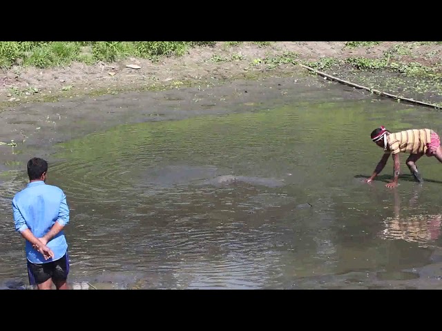 latest amazing fishing video - গ্রাম এলাকার মাছ ধরার ভিডিও