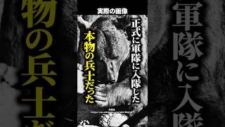 【感動】戦争中に拾われた子グマ→ビールを飲みタバコをむしゃむしゃ...軍に正式入隊して〇〇に！？  #shorts