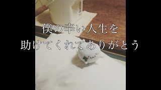 グレーさん、たくさんの宝物をありがとう【あざらしさん】