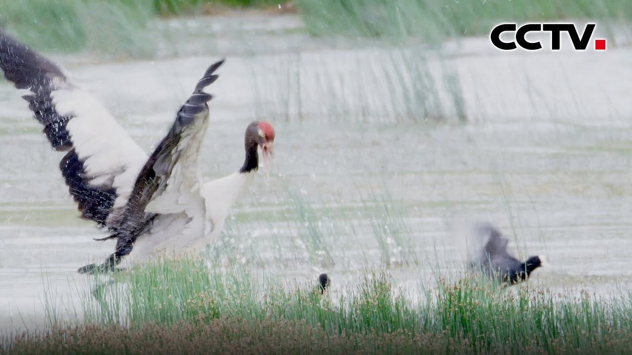 【4K】精彩纷呈！为守护领地，那仁湿地的水鸟们上演了一场激烈的争斗 | CCTV