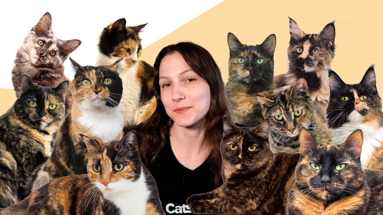 Is Tortitude Real? (7 Facts About Tortoiseshell Cats)