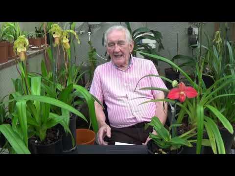 How I cultivate my Phragmipediums