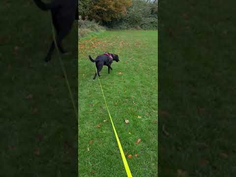 Why Are Retractable Leashes Bad