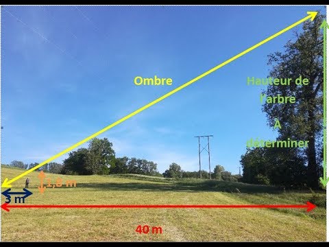 Estimation de la hauteur d'un arbre grâce à son ombre (Thalès)