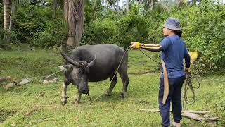 Download lagu Part 2 Tips Sa KALABAW π mp3 Download lagu Part 2 Tips Sa KALABAW π mp3