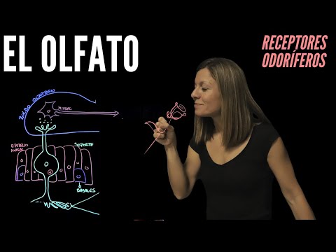 Fisiología del olfato: receptores sensitivos y mecanismo de transducción