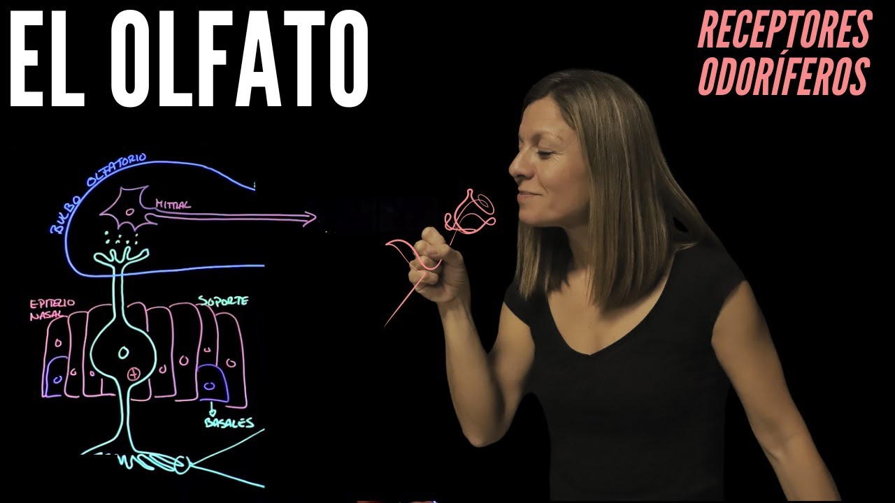 Fisiología del sentido del olfato