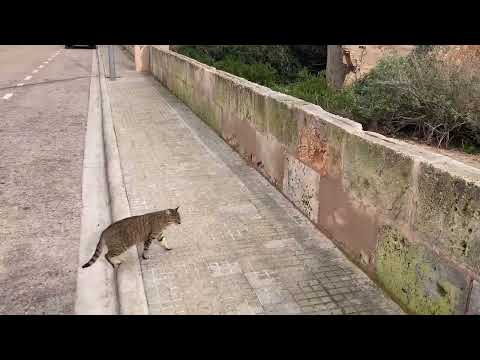 Colonia de Sant Jordi 2026 01 30