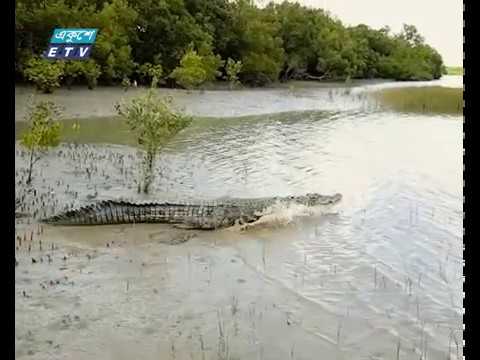 সুন্দরবন বিষয়ে জাতিসংঘের তথ্য সঠিক নয়