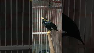 Download lagu suara alam burung tiung atau beo#shorts mp3