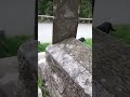 Tuxedo Cat Coming To Say Hello