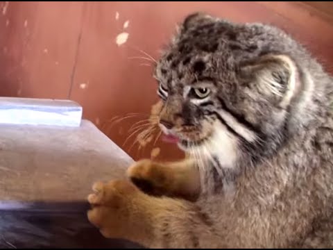 Pallas's Cats(Manul) Fight!