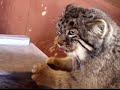 Pallas's Cats(Manul) Fight!