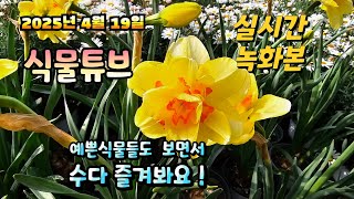 2025년 4월 19일   예쁜식물들 보면서  랜선으로  수다즐겨봐요. #양재꽃시장 #식물튜브 #식물아빠