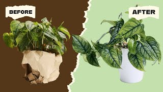 SOIL TO SEMI-HYDRO THE EASY WAY!