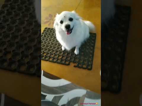 Cute Dog 🐶 with Bindu Doing HandShake🤝 #doglover #shortsfeed #animallover #viralshorts