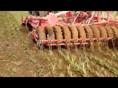 drilling spring beans between rows of oat cover crop