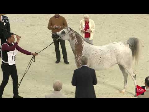 N.156 CETARA - Sharjah International 2019