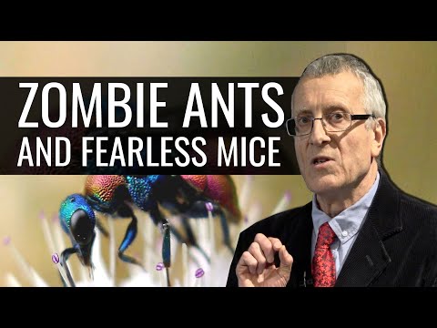 Zombie Ants and Fearless Mice: Parasites and the Brain