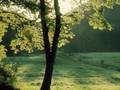 'Morning Has Broken' - Nana Mouskouri