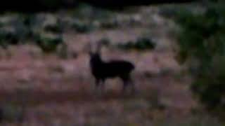 Opening Day of Hunting Season 2024 in Texas Hill Country