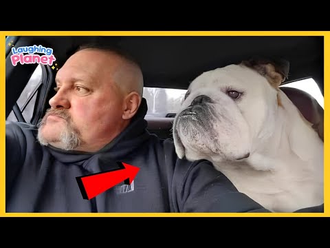 🐶 Some dogs were born to be comedians! 😂 Funny Animals 2025