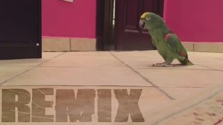 Bird Laughs Like Super-Villain REMIX