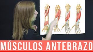 FOREARM MUSCLES: ANATOMY + MNEMMONICS | Medical Minds