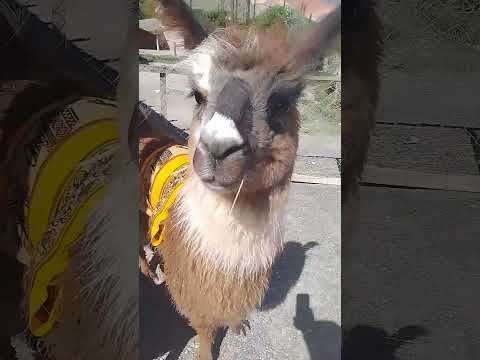 no me escupas!!! #travel #ytshorts #nature