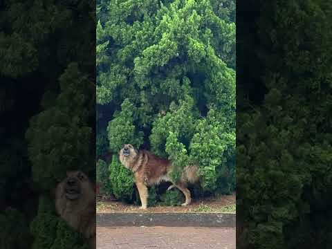 Se coçando em Santo Antonio do Pinhal