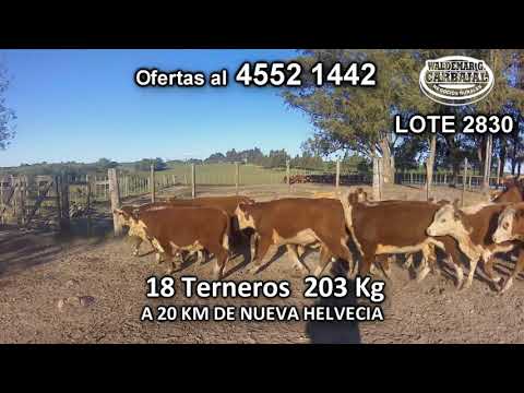 Lote 18 Terneros 17 POLL HE- 1 HE c/ RA 203 Kgkg -  en Cufre- A 20 Km de Nueva Helvecia