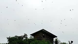 Download lagu SP RAJA SEDOT dari Walet Abadi mp3