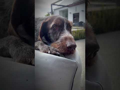 DogYears 2