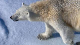 Arctic Queen - Svalbard Polar Bears