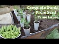 How to Grow Peas at Home | Growing English Peas From seed