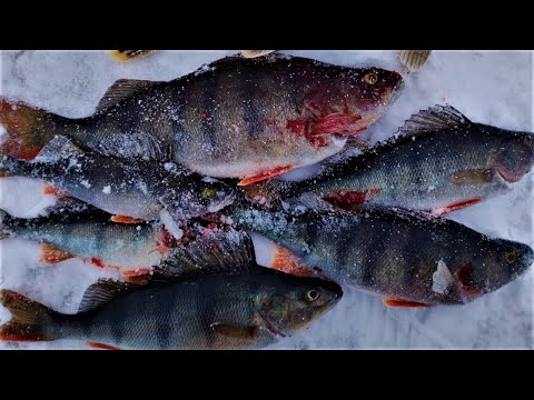 MÖYKKY AHVENTA MATALIKOLTA | JIGIPILKINTÄÄ KAIKULUOTAIMEN AVULLA |