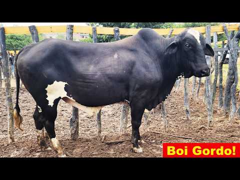 FEIRA DO GADO NO BOLA EM PANELAS-PE   07-06-2026  #nordeste