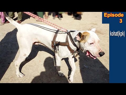 episode 3  | kohat mandi