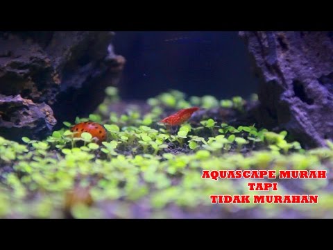 CARA MEMBUAT AQUASCAPE MURAH TAPI MEWAH