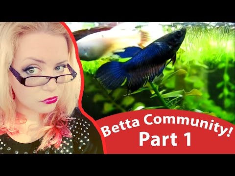 Happy Betta Fish in Community Tank - Sorority Tank