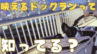 BBQとドッグランが同時に楽しめる施設があるらしいので行ってみた😳