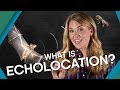 What Is Echolocation? | Earth Unplugged