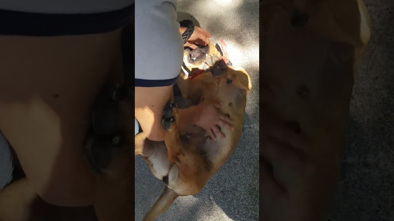 Enlarge LUCKY, a Adoptable mixed breed in Langley, BC video 5/5