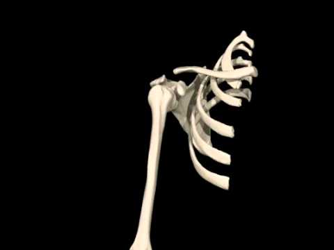 Articolazioni menù artrite Come trattare il mal di schiena rimedi bassi hip popolari