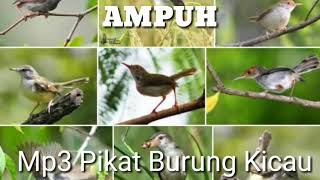 Download lagu Suara Pikat Semua Burung Kicau ( Mp3 Di jamin ampuh ) mp3 Download lagu Suara Pikat Semua Burung Kicau ( Mp3 Di jamin ampuh ) mp3